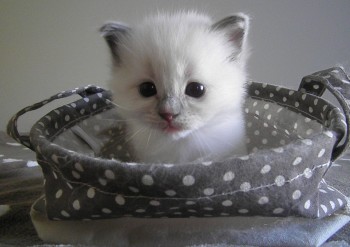 mâle blue point-mitted - Chatterie Ragdolls du Val de Beauvoir